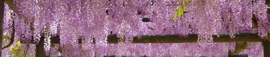 紫の藤棚