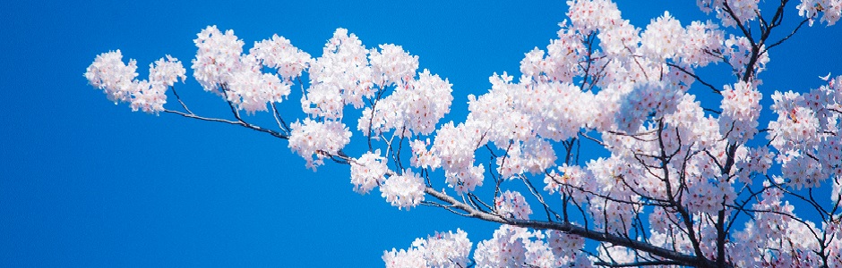 青空に映える桜の花